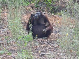 Ruang Sempit di Tengah Tambang & Sawit: Potret Fragmentasi Habitat Orangutan