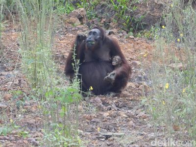 Ruang Sempit di Tengah Tambang & Sawit: Potret Fragmentasi Habitat Orangutan