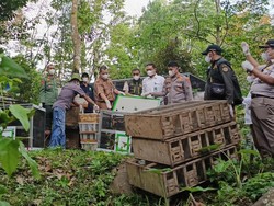 807 Burung Ilegal Hendak Dibawa ke Jawa Digagalkan di Pelabuhan Bakauheni