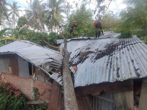 7 Rumah di Sidrap Rusak Tertimpa Pohon Tumbang Akibat Angin Kencang