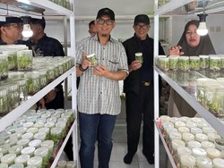 Bupati OKU Ingin Durian-Duku Khas Daerah Dikembangkan Lewat Kultur Jaringan