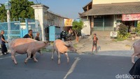 Kirab 1 Suro Keraton Solo Hanya Diikuti 3 Kebo Bule, Dua Lainnya Birahi