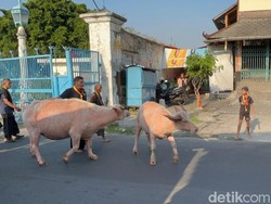 Kirab 1 Suro Keraton Solo Hanya Diikuti 3 Kebo Bule, Dua Lainnya Birahi