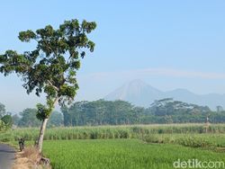 Gunung Semeru Erupsi 3 Kali Pagi Ini, Kolom Abu Capai 1 Km
