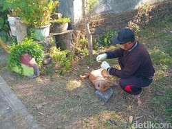 Teror Anjing Diduga Rabies di Hajatan Warga, 3 Orang Jadi Korban Gigitan