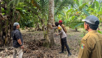 Petani di Lampung Dibuat Panik gegara Beruang Masuk Kebun