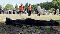 Waspada Beruang Masuk Permukiman, Tokyo Tertibkan Bantaran Sungai