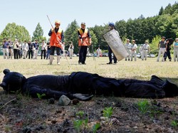 Waspada Beruang Masuk Permukiman, Tokyo Tertibkan Bantaran Sungai
