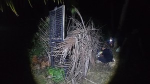 Beruang Muncul di Kebun Warga Tanggamus, BKSDA Pasang Kandang Jebak