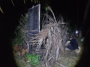 Beruang Muncul di Kebun Warga Tanggamus, BKSDA Pasang Kandang Jebak