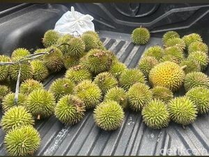 Durian Mungil dari Hutan Kalimantan Ini Namanya Kerantungan, Enak Lho!