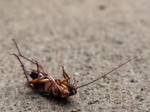 Kecoa Binatang Terbersih di Dunia Mitos atau Fakta? Ini Penjelasannya!