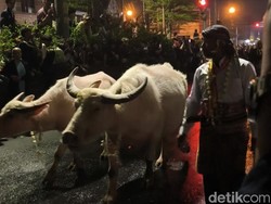 3 Kebo Bule-14 Pusaka Dikirab Keraton Solo Kubu PB XIV Mangkubumi