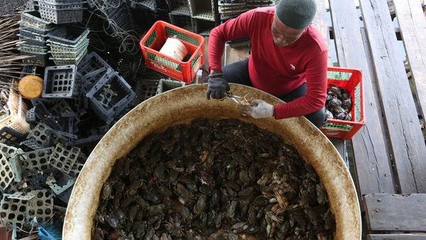 Krisis Bibit Hambat Budi Daya Kepiting Soka