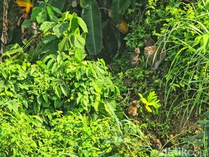 Koloni Monyet Liar Serbu Sampah Perumahan di Sukabumi