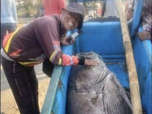 Heboh Nelayan Pangandaran Tangkap Kerapu Jumbo Seberat 120 Kg