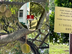 Ada Musim Durian di Tengah Perumahan Singapura, Tapi Rasanya Bikin Kecewa