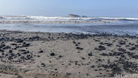 Tumpahan Batu Bara Cemari Pantai Pangandaran, Habitat Penyu Terancam!