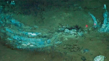 Di Kedalaman 7.000 Meter, Ilmuwan Temukan Kuburan Jutaan Paus