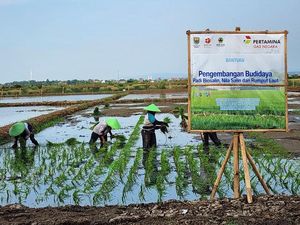Lahan Kena Air Laut Disulap Jadi Sawah dan Tambak, Begini Hasilnya