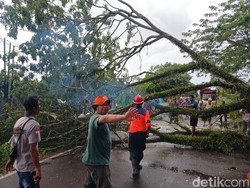 Pohon Trembesi Besar Tumbang, Jalur Pangkalan Bun-Kumai Sempat Lumpuh Total