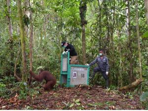 5 Orang Utan Lulus Sekolah, Salah Satunya Si Bayi Korban Kebakaran Hutan