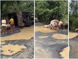 Truk Terguling di Lampung Sebabkan Kawanan Babi Berendam di Jalan Berlubang