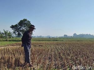 Jerit Petani di Sukabumi yang Sawahnya Kering
