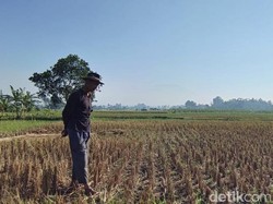 Jerit Petani di Sukabumi yang Sawahnya Kering