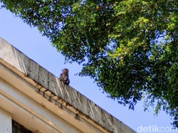 Heboh Monyet Berkeliaran di Pusat Kota Bandung