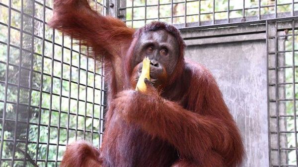 Perjalanan Himba dari Bayi Penuh Luka hingga Bisa Kembali ke Rimba