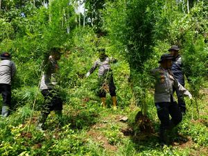 Polisi Musnahkan 2 Hektare Ganja di Lhokseumawe, 2 Pelaku Ditangkap