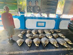 Penyelundupan 21 Penyu di Buleleng Digagalkan, 1 Pelaku Ditangkap-2 Buron