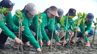 Rehabilitasi Pesisir Dimulai dengan Penanaman Mangrove
