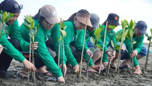 Rehabilitasi Pesisir Dimulai dengan Penanaman Mangrove
