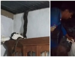 Heboh Ular Piton 3 Meter Berada di Atap Dapur Rumah Warga Musi Rawas