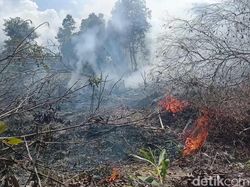 12 Orang Jadi Tersangka Karhutla di Kalteng
