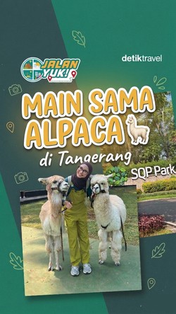 Video: JALAN YUK! Main Sama Alpaca di Tangerang