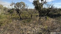 Singgah di Nilgen Park, Australia Barat, Surga Bunga Liar yang Beradaptasi dengan Api