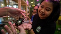 Belajar Keanekaragaman Hayati Melalui Pameran House of Bugs