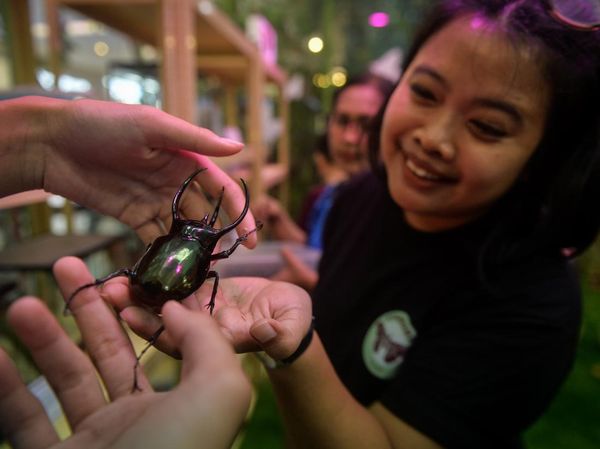 Belajar Keanekaragaman Hayati Melalui Pameran House of Bugs