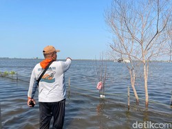 Jeritan Petani Tambak Tunggulsari Pati Terendam Banjir Rob