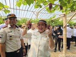 Titiek Soeharto Icip Anggur Rawatan Napi Nusakambangan: Enak, Manis