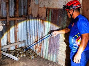 Kenyang Usai Telan Ayam, Ular Piton 3 Meter Dievakuasi Damkar Kobar