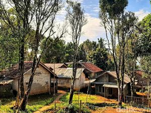 Riwayat Kadubengkung, Surga Raksasa Manis yang Tergusur Cengkih