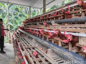 Tren Hidup Sehat, Peternak Bali Kebanjiran Order Telur Omega