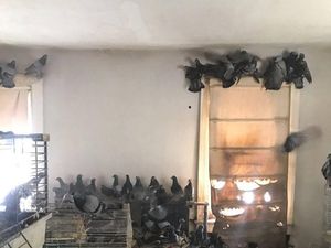 Rumah dengan Ratusan Merpati Ini Seperti Mimpi Buruk