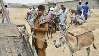 Tradisi Perdagangan Keledai Warnai Hiruk Pikuk Kota Karachi