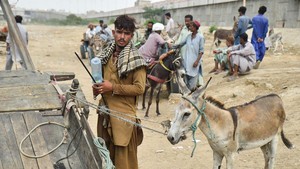 Tradisi Perdagangan Keledai Warnai Hiruk Pikuk Kota Karachi