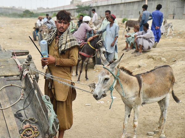 Tradisi Perdagangan Keledai Warnai Hiruk Pikuk Kota Karachi